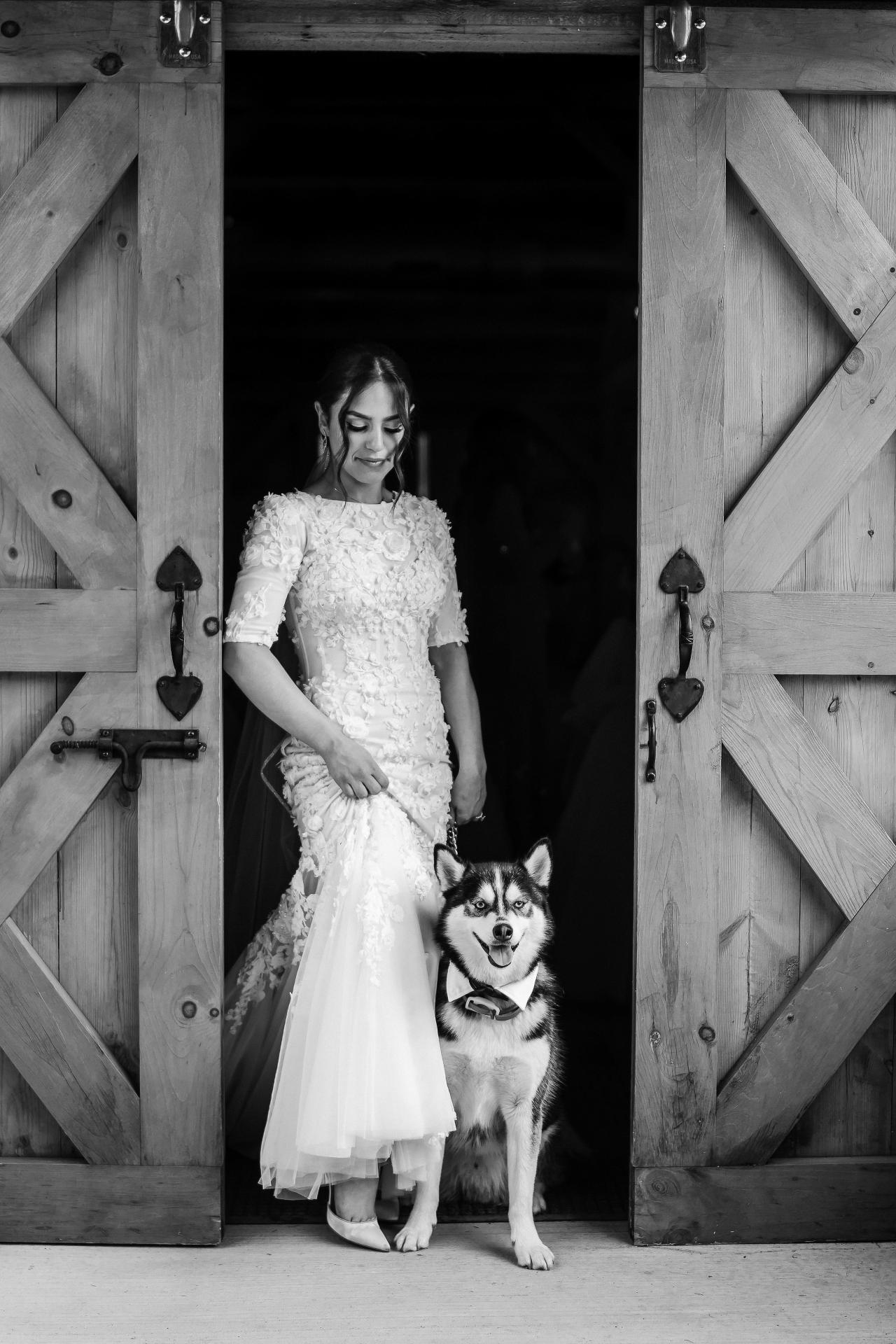 Black-and-white bride with a husky at the barn doorway. Wedding at Indian Ridge.
